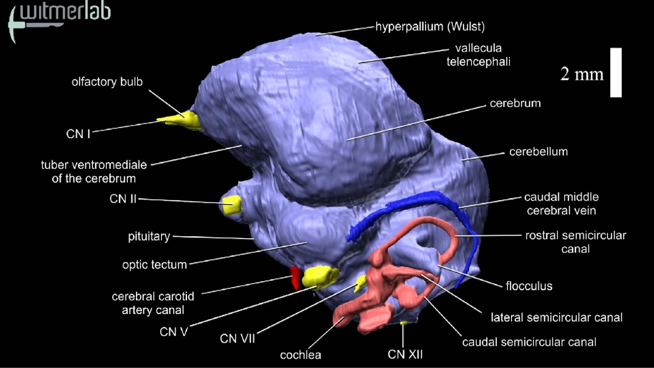 Wood stork (Mycteria americana) - CT-scan-based animation of brain