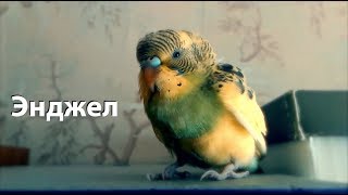 Волнистый попугай Энджел (НАЗАД В ПРОШЛОЕ) Волнистый попугай Энджел (НАЗАД В ПРОШЛОЕ)