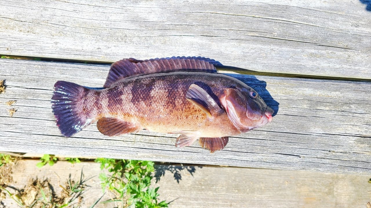 LATE SUMMER TAUTOG IN NEW JERSEY YouTube