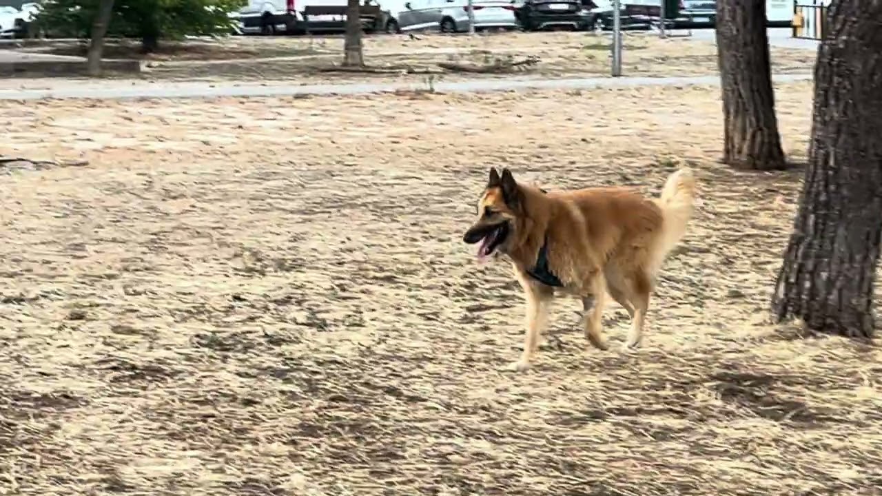 Duque 40 meses 【Espana 】383