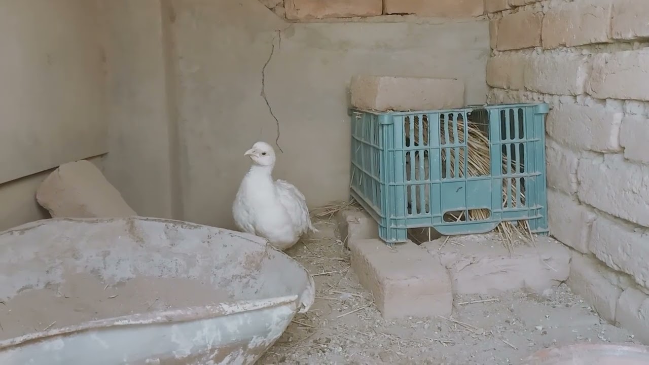 زیادہ انڈوں کے لیے کیا کریں؟مکمل تفصیل 