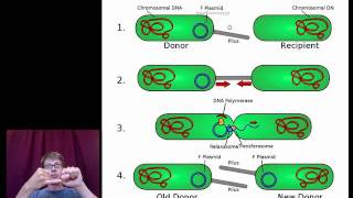 Mechanisms that Increase Genetic Variation