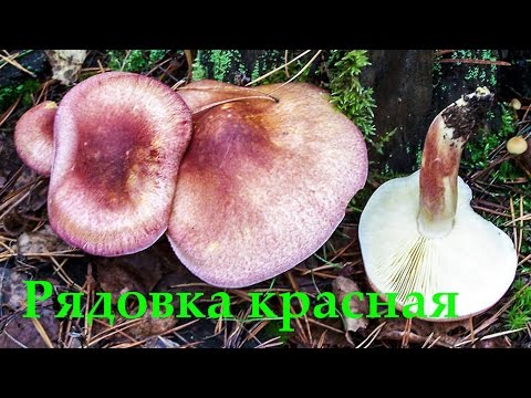 Рядовка жёлто-красная  - Tricholomopsis rutilans