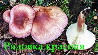 Рядовка жёлто-красная  - Tricholomopsis rutilans