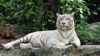 (4K) 'Beyond the Pale: Journey into the Rare Realm of White Tigers' by CuteQuartersTV 169 views 2 months ago 2 minutes, 25 seconds