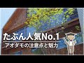 アオダモの特徴や育て方を紹介するアニメ【植物編-72】