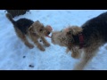 Airedale terrier lenny  welsh terrier martin 19