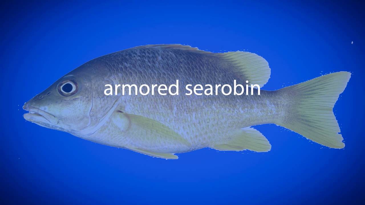 How to pronounce armored searobin