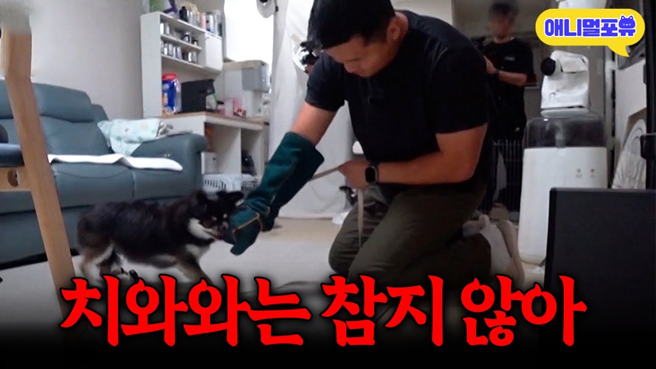 훈련 중 유혈사태 발생?! 예민 끝판왕 맹견 치와와.. 강형욱을 만나다ㅣKBS 개는 훌륭하다 231009 방송