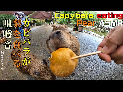カピバラが梨を食べる咀嚼音 Capybara eating pear ASMR