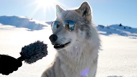 Animals Explain Why You