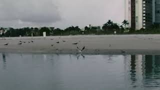 black skimmers at lido key