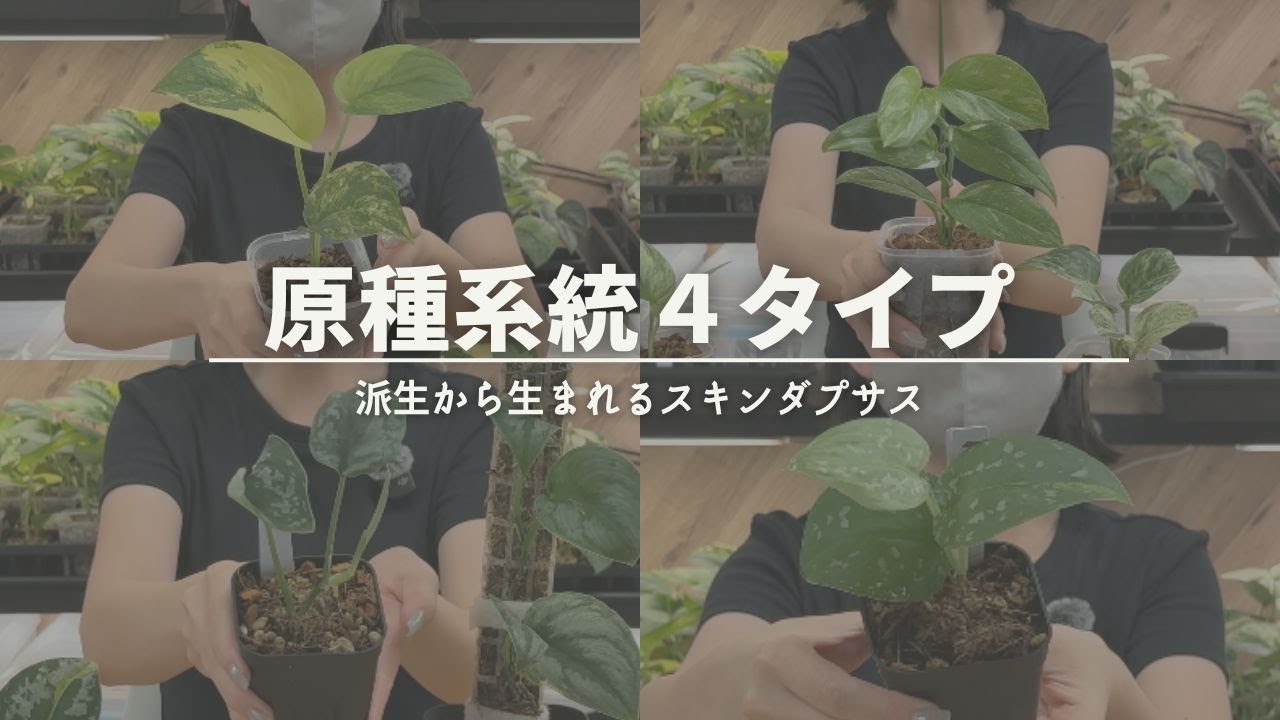 【原種系統４タイプ】派生から生まれるスキンダプサス