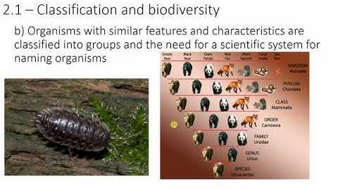 The classification system