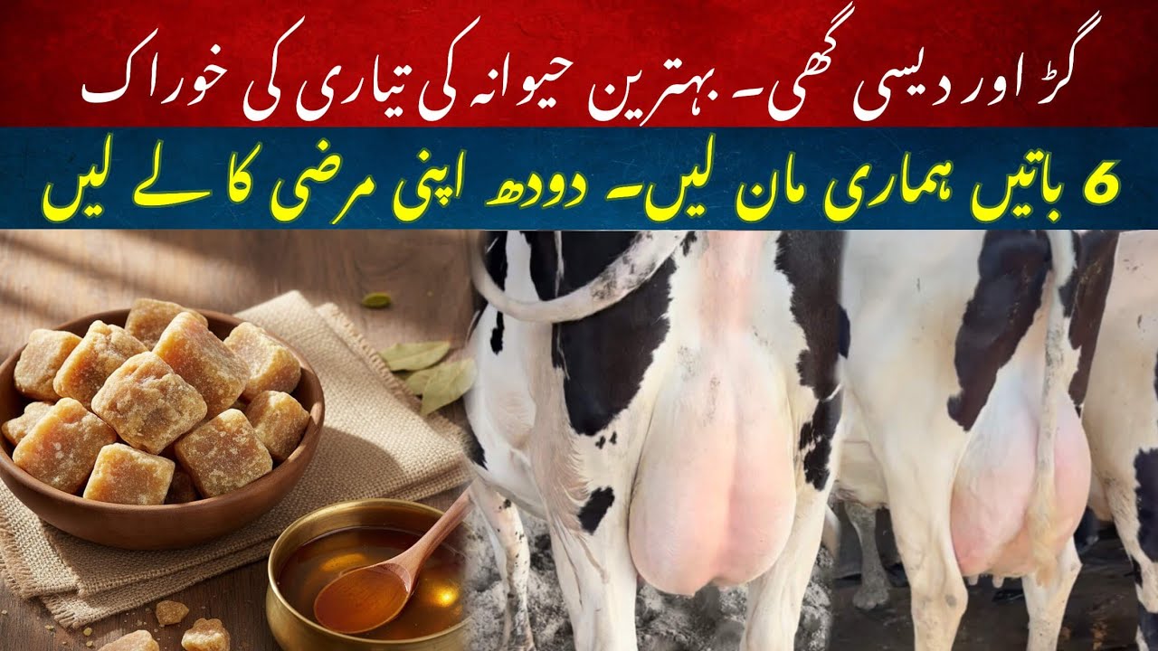 Best udder developer vs ghee aur gur II Recipe to increase milk II Closeup and Fresh cow management 