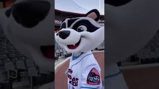 trash panda wee