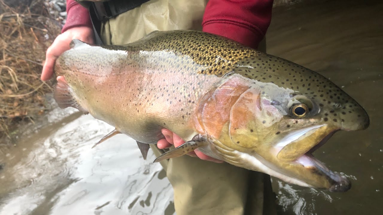 PA Trout fishing 2018 (Giant Rainbow Trout Caught) YouTube