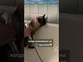 намально #жиза #прикол #угар #эмоции #shorts #reels #tiktokru #вирусное