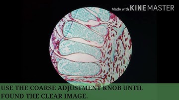 EXPERIMENT 1 - BASIC TECHNIQUES IN MICROSCOPY