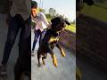 This is my dog training || #rottweiler #viral #dog #shorts
