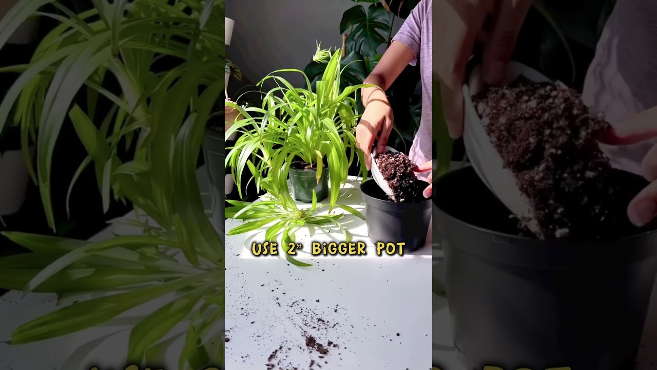 Repotting my spider plant 🌱Upgrading to a bigger pot and organic mix for healthy growth! 