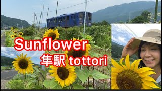 the largest sunflower Hayafusa Station kanmaruko
