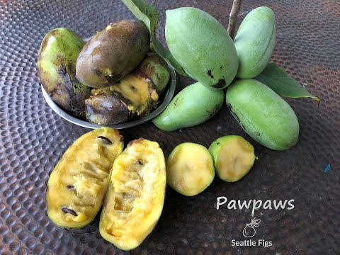 Video: Pawpaw Fruit Công dụng: Làm gì với Pawpaws từ vườn