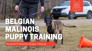 Belgian Malinois puppy training