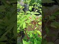 gardening chilies does not need to be on a large plot of land #gardening #harvesting #farming