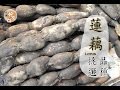 【秋】蓮藕的挑選方法 | 台灣好食材 Fooding