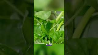 Leaves vs Spinach: The Antioxidant Battle You NEED to Know! #shorts