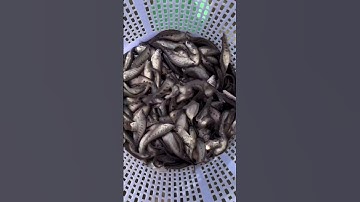 Cá thác lác giống. Cá nàng hai giống. 0909770509 #cá_giống #fishing #trại_cá_giống_út_me