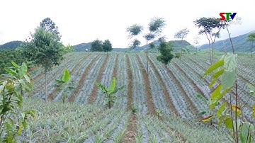 Mô hình trồng dứa theo chuỗi liên kết tại huyện Sốp Cộp