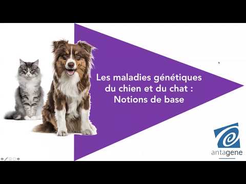 Vidéo: Utilisation D'antimicrobiens Pour Certaines Maladies Chez Les Chats En Suisse