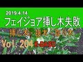 フェイジョア挿し木失敗！　19.4.14_feyjoa_sasiki