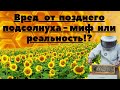 Поздний подсолнечник.Вред или польза?!!