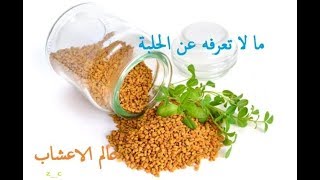 الحلبة للتسمين و تكبير الثدي . . .