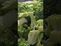 Spicy Broccoli Ki Sabzi | Perfect Lunch Box!!#BroccoliMasala​#HealthyEating​#SabziRecipe​