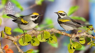 Download Lagu Birds Singing | Soothing Nature Sounds for Relaxation \u0026 Meditation - 11 Hours Nature Sounds MP3