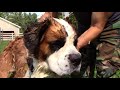 How to Give a Saint Bernard a Bath in under 4 minutes