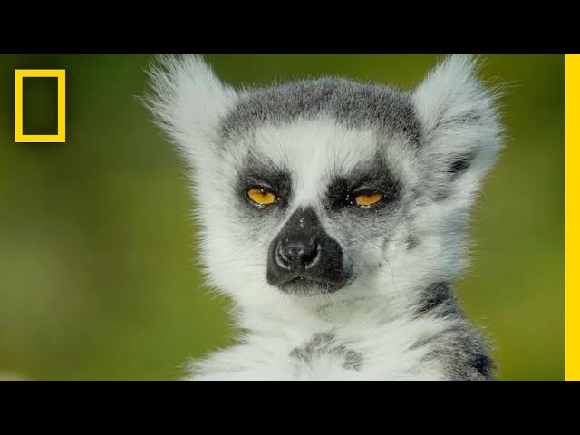 Adorable Lemurs Roam Free on This Ancient Island | Short Film Showcase class=