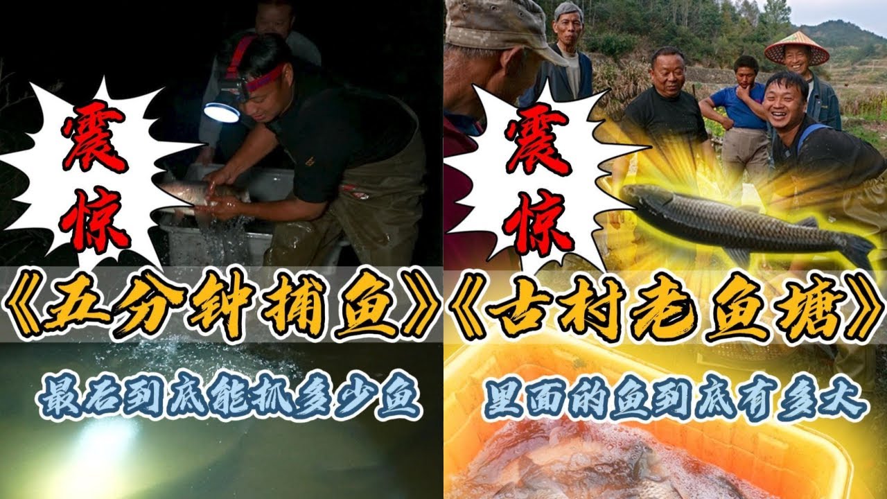 花1000元抓五分钟的鱼，最后到底抓了多少鱼？｜今天在武夷山脚下的古村落包下一口老鱼塘，塘主最后竟然要送鱼？