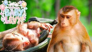 BREAKING NEWS! LIBBY Welcomes Her 4th Newborn Baby Monkey – Meet Baby LEVY Today