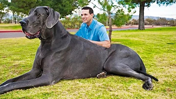 ¿Cuánto mide el perro más grande del mundo?