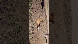 SMARTEST DOG EVER!!!!!!???????YOU TELL ME BUDDY O