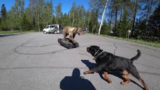Rottweiler bear test part 2