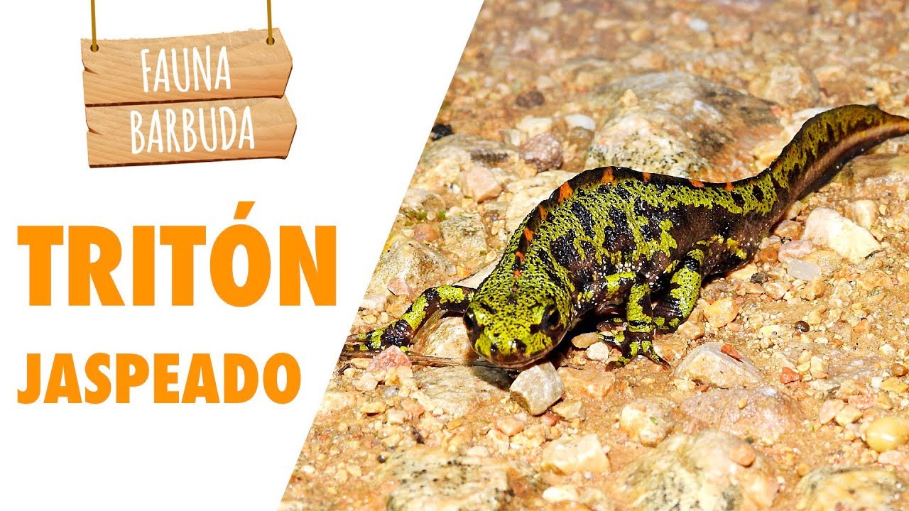 FAUNA BARBUDA 45: El tritón jaspeado, un dragón en miniatura (Triturus marmoratus)