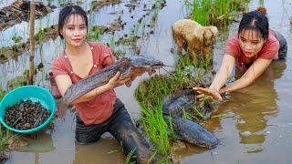 Suddenly Discovered Big Catfish - Harvesting Snails - Processing food for livestock | Country Life