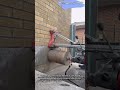 Precision Core Drilling Process #worker #process #construction #concrete #drilling