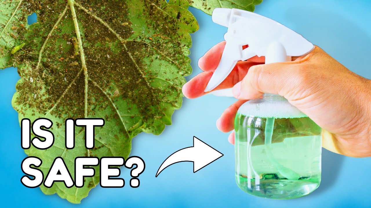 Это популярное средство борьбы с вредителями может ПОГУБИТЬ ваше растение
